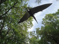 Pterodactyle.JPG