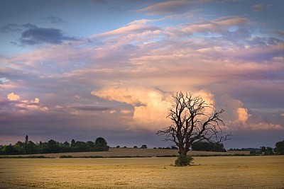 Arbre dans un champ.jpg