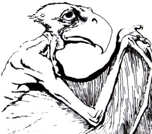 aarakocra